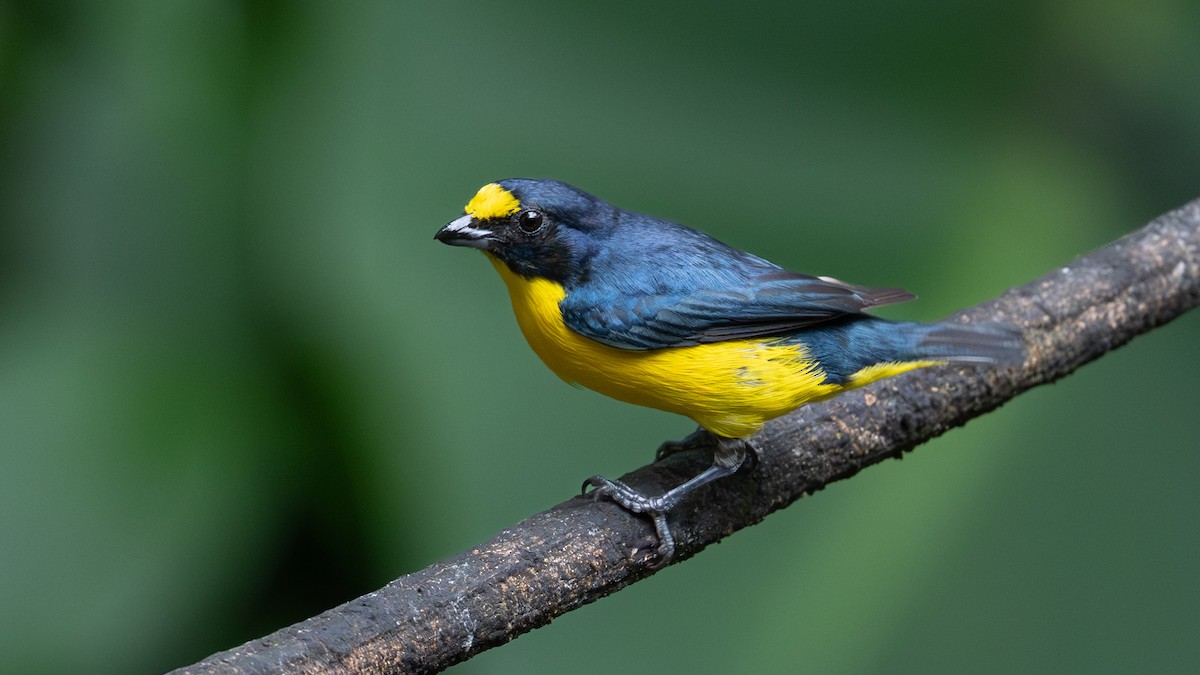 Yellow-throated Euphonia - ML638123567