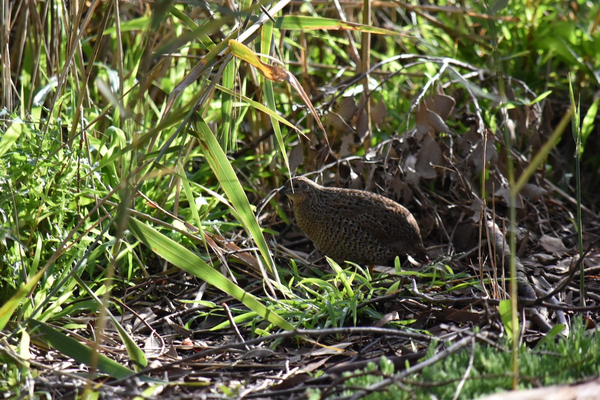 Brown Quail - ML638123610