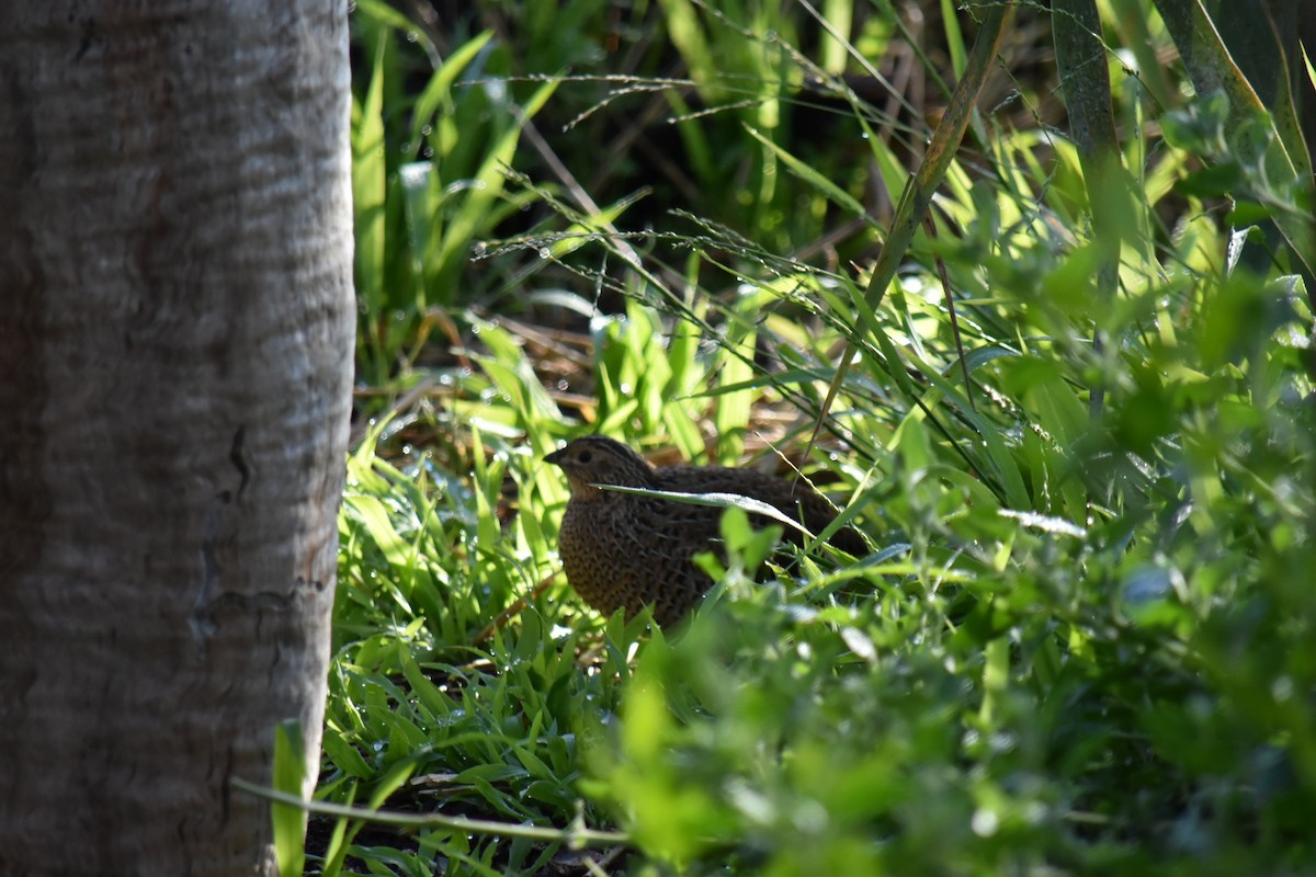 Brown Quail - ML638123611