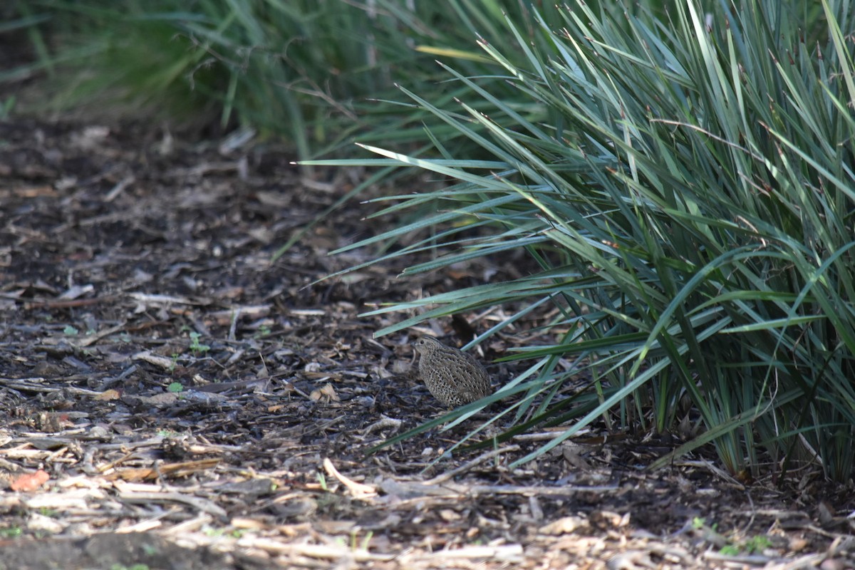 Brown Quail - ML638123612