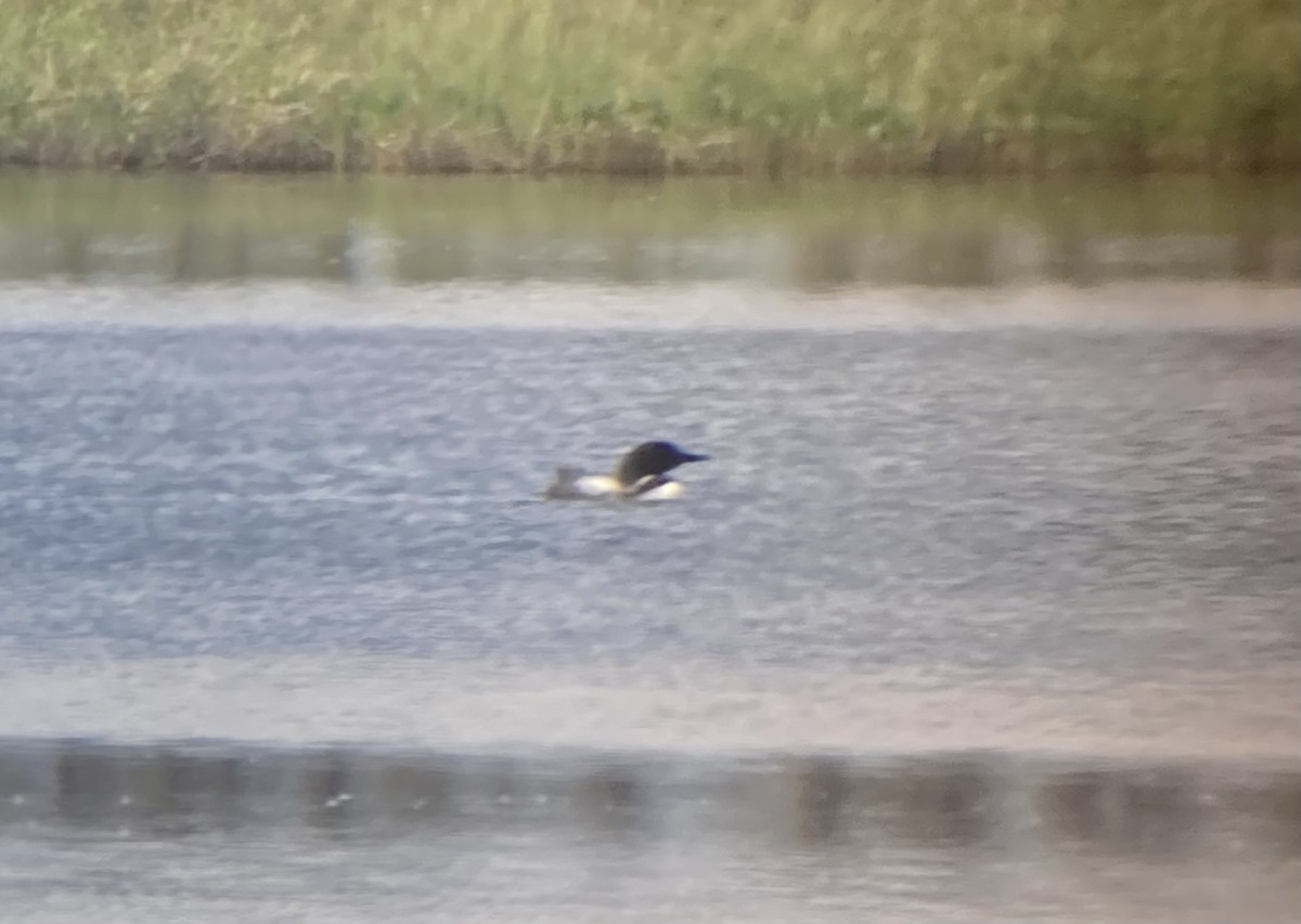 Common Loon - ML638123690