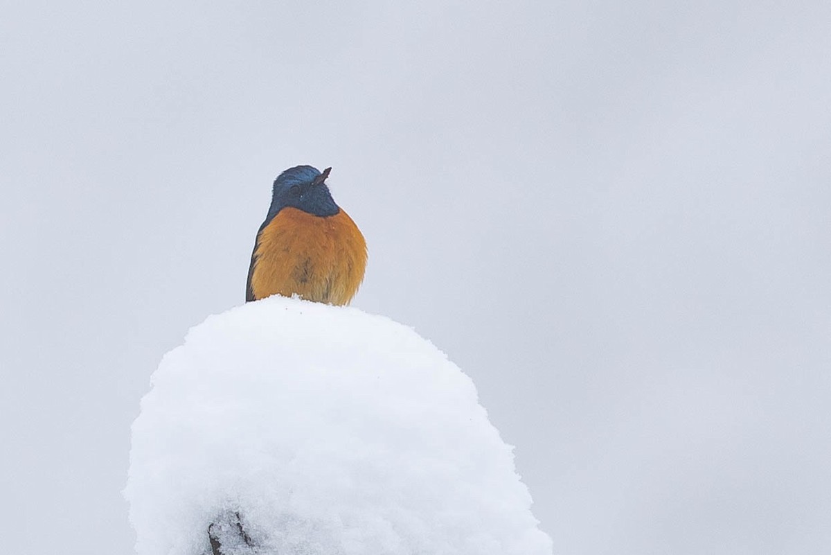 Blue-fronted Redstart - ML638123704
