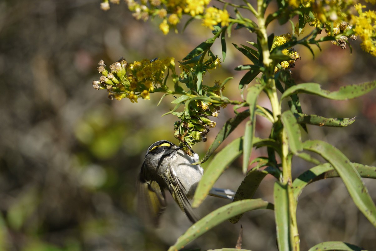 Golden-crowned Kinglet - ML638123737