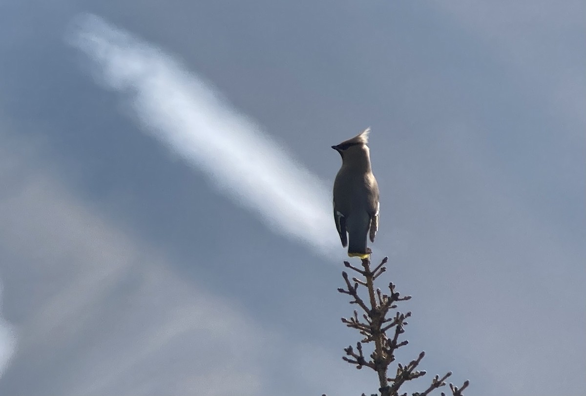 Bohemian Waxwing - ML638123757
