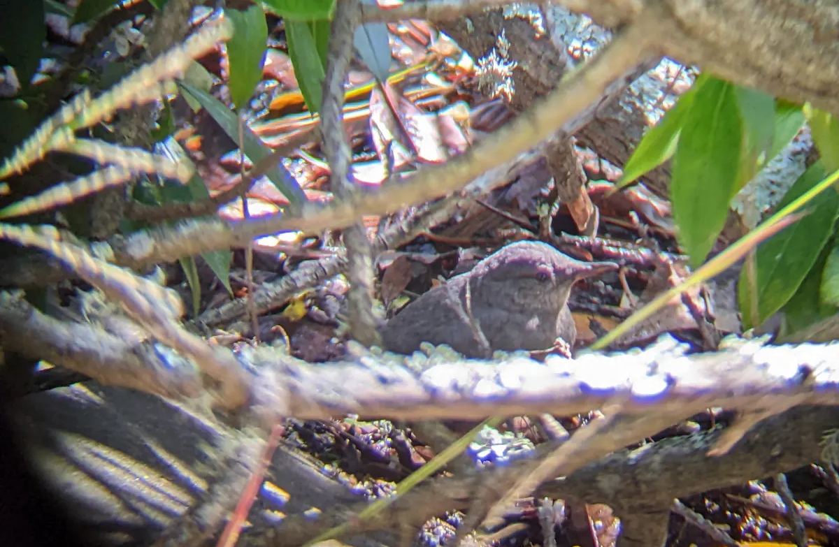 American Dipper - ML638123759