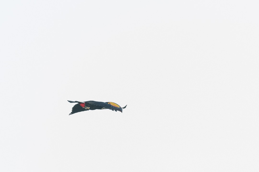 Toco Toucan - ML638123763