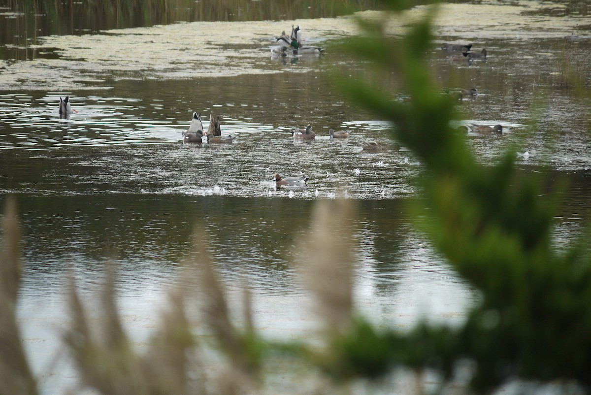 Eurasian Wigeon - ML638123765