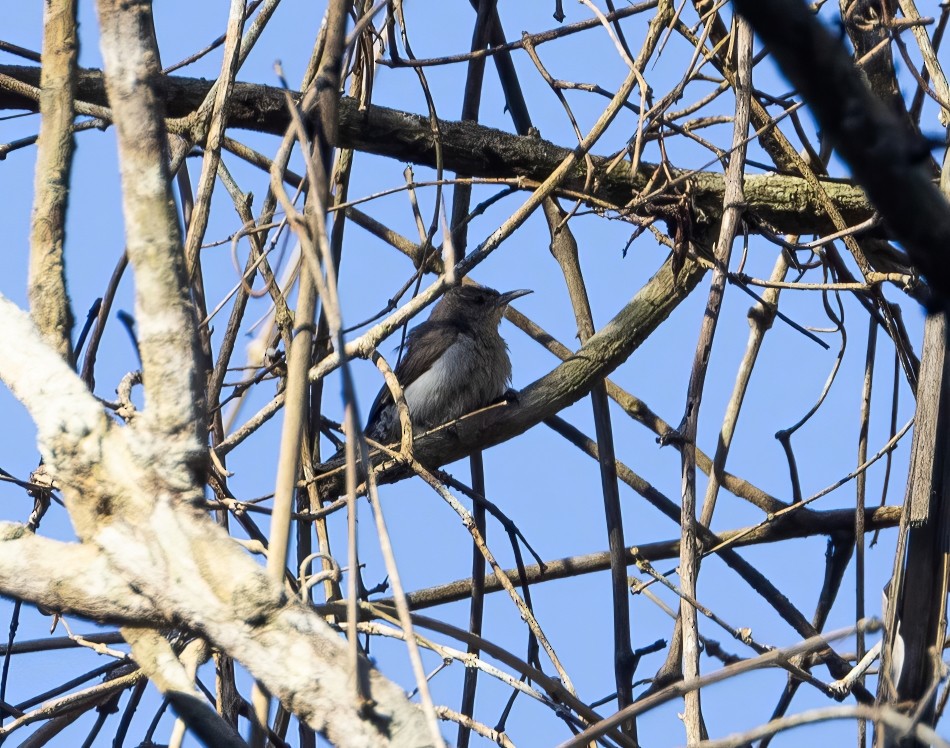 Tooth-billed Wren - ML638123772