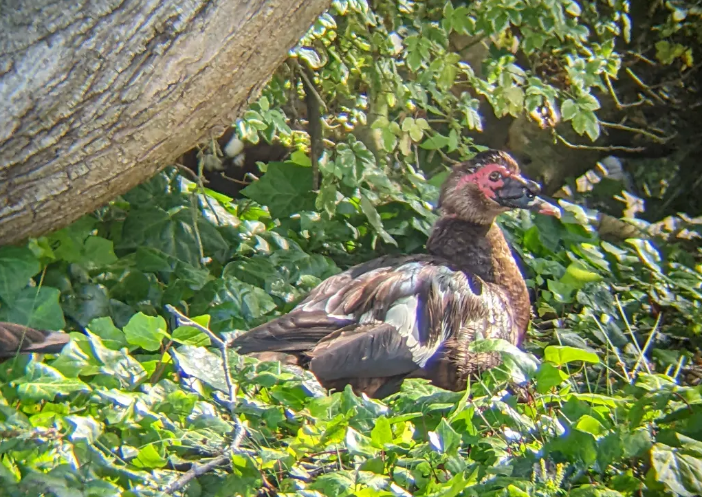 Muscovy Duck (Domestic type) - ML638123800