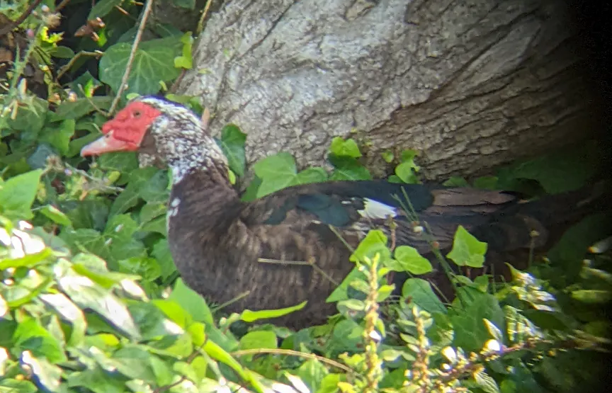 Muscovy Duck (Domestic type) - ML638123875