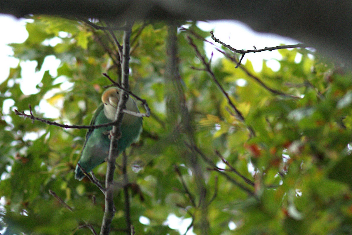 Rosy-faced Lovebird (Domestic type) - ML638123936