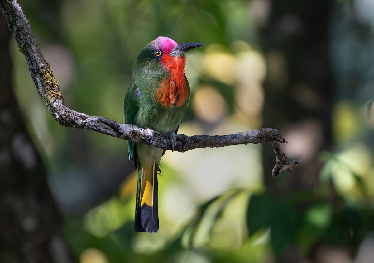 Red-bearded Bee-eater - ML638123940