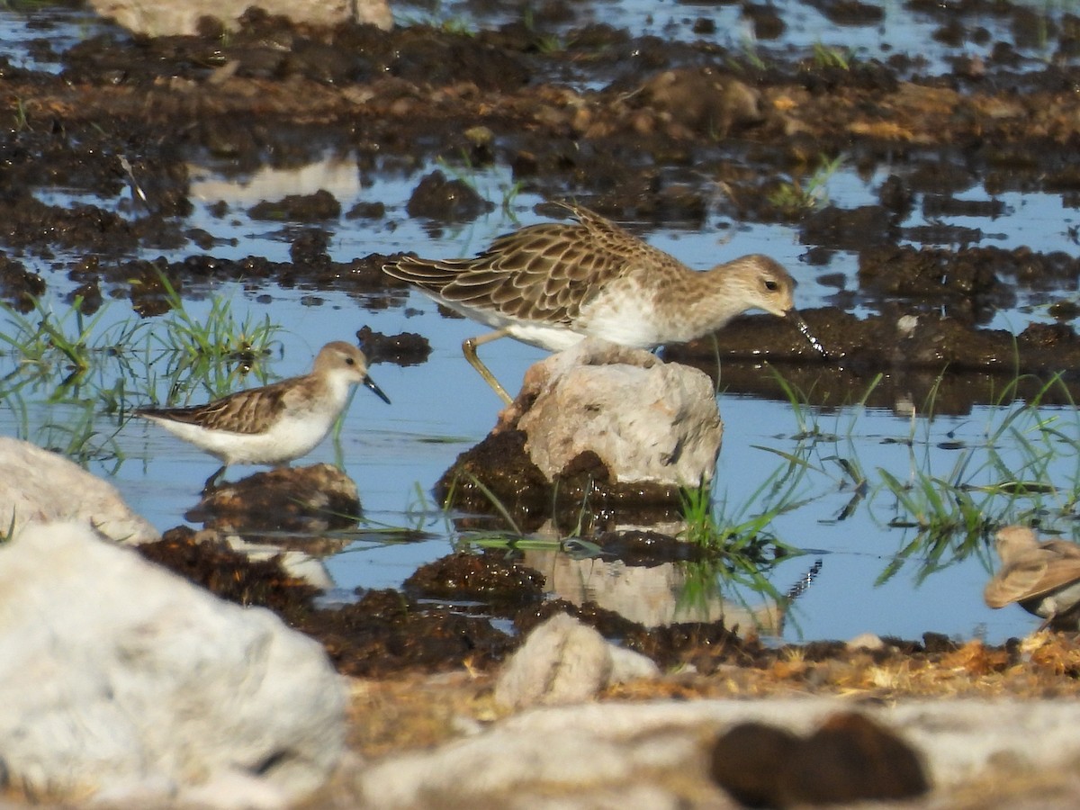 Little Stint - ML638124048