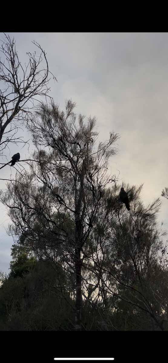 Glossy Black-Cockatoo - ML638124144