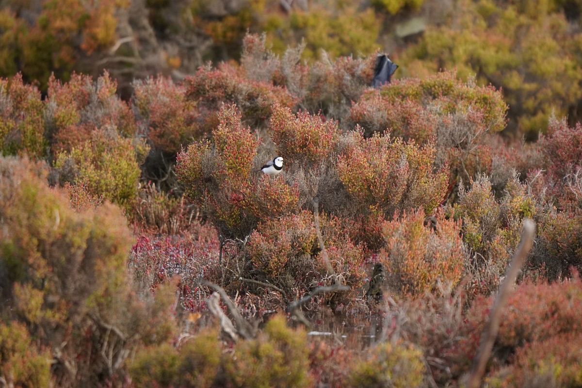 White-fronted Chat - ML638124233