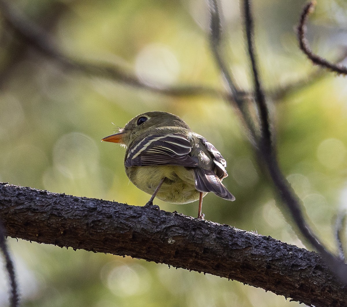 Yellow-bellied Flycatcher - ML638124258