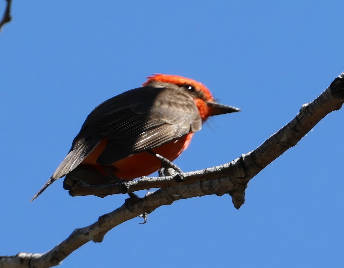 Москверо вогнистий - ML638124259