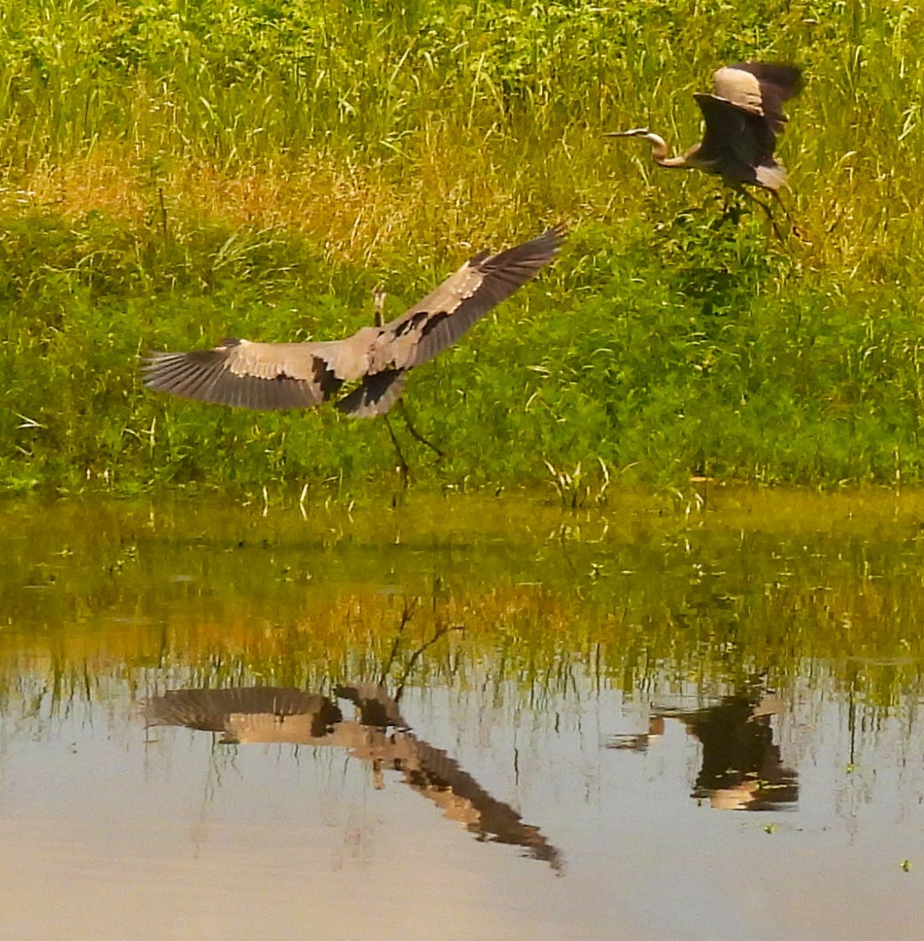 Great Blue Heron - ML638124267