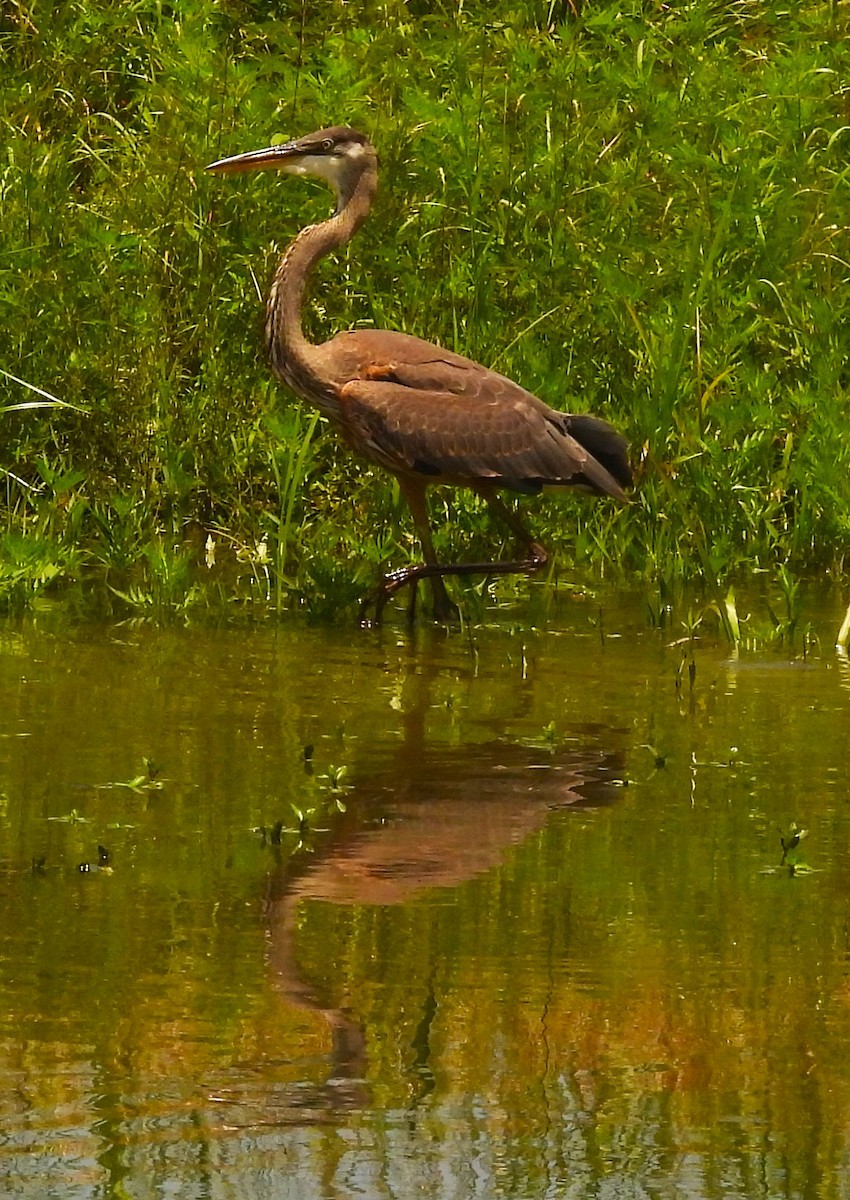 Great Blue Heron - ML638124268