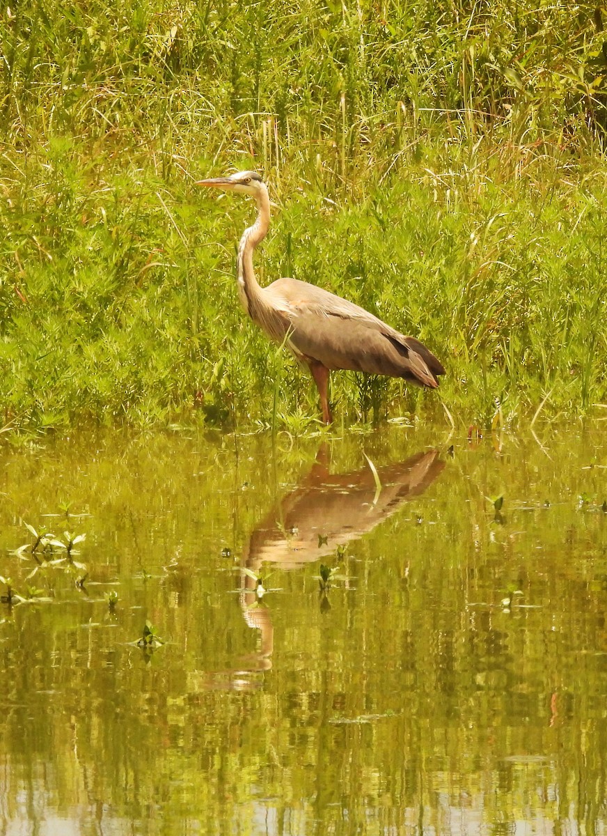 Great Blue Heron - ML638124270