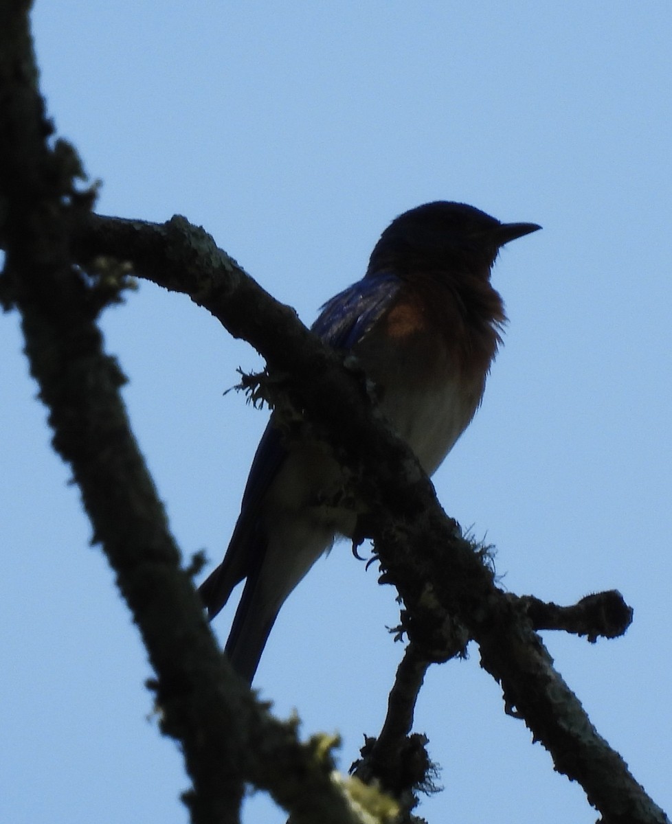 Eastern Wood-Pewee - ML638124296