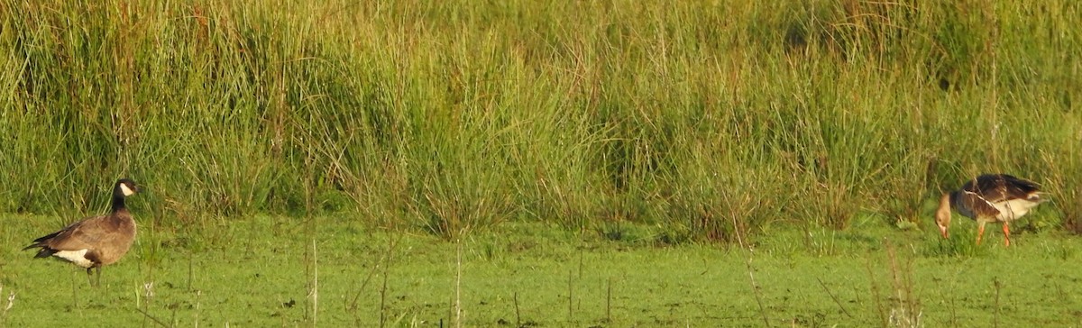 Greater White-fronted Goose - ML638124321