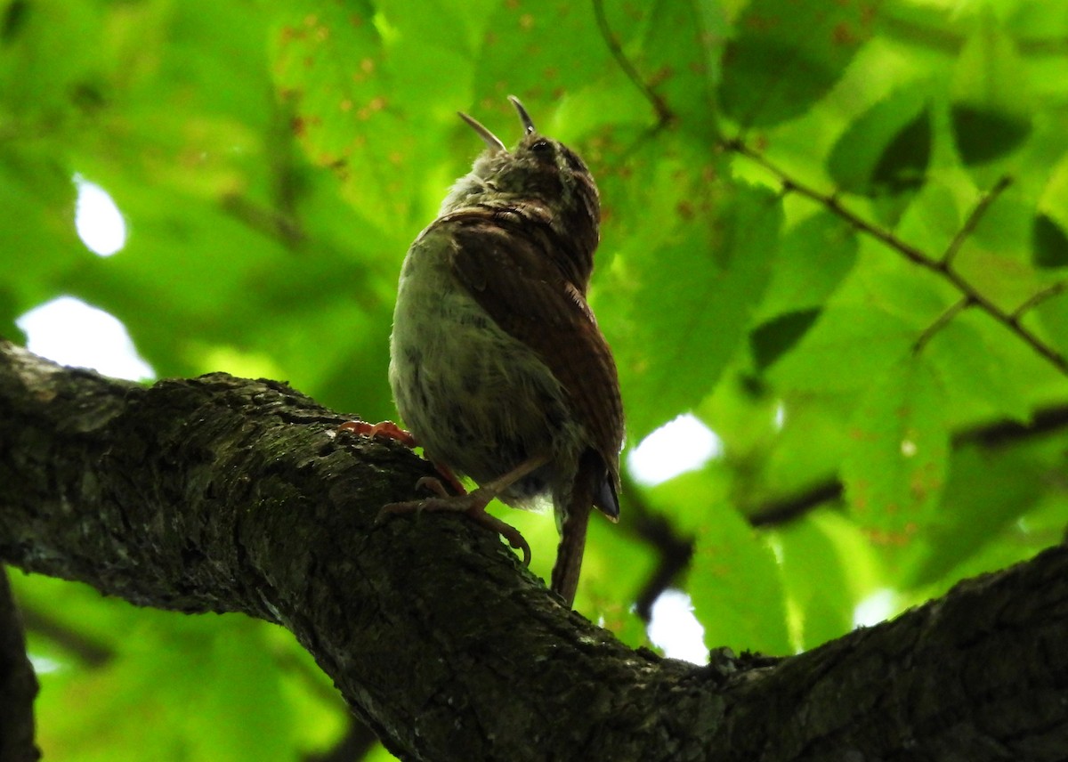 Carolina Wren - ML638124324