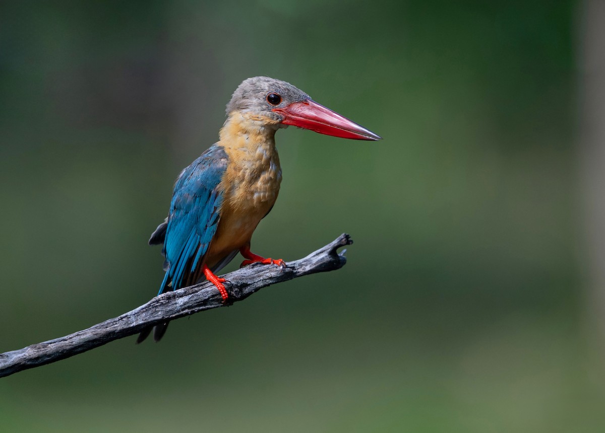 Stork-billed Kingfisher - ML638124325