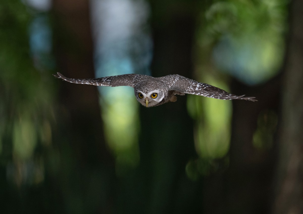 Spotted Owlet - ML638124330