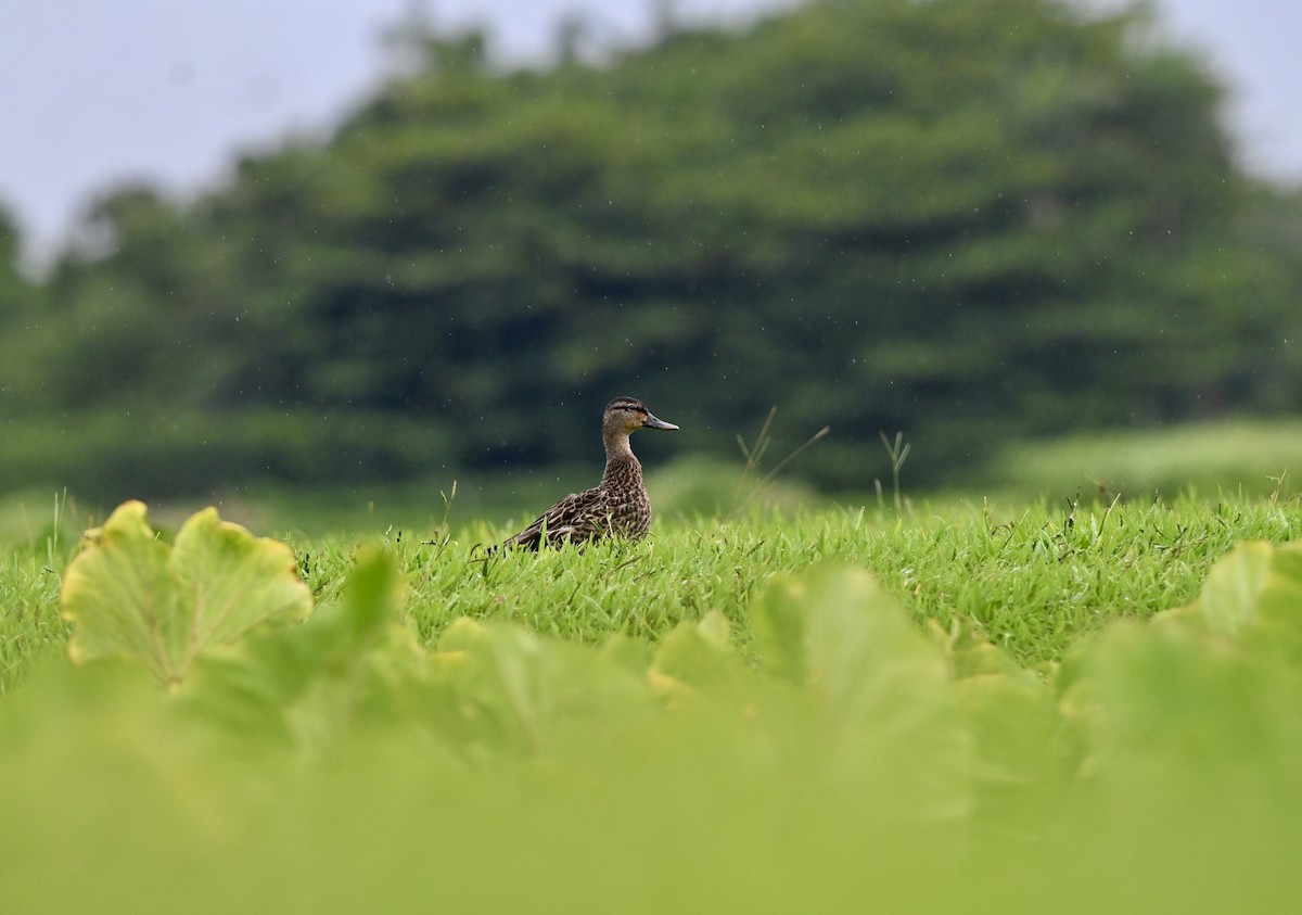 Hawaiian Duck - ML638124353