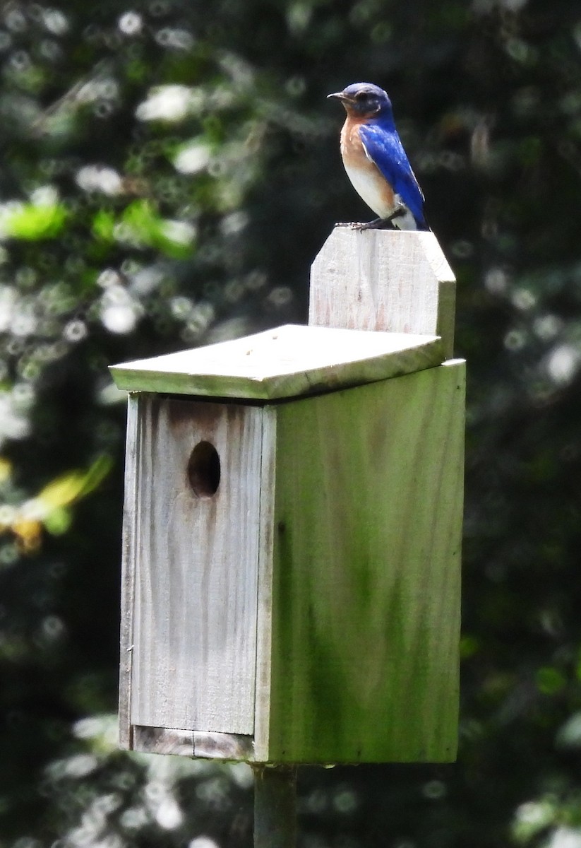 Eastern Bluebird - ML638124367