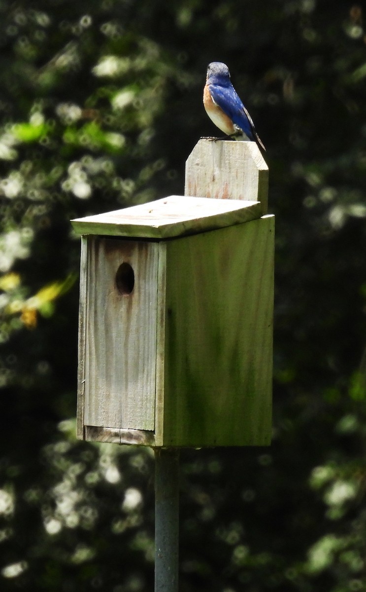 Eastern Bluebird - ML638124368