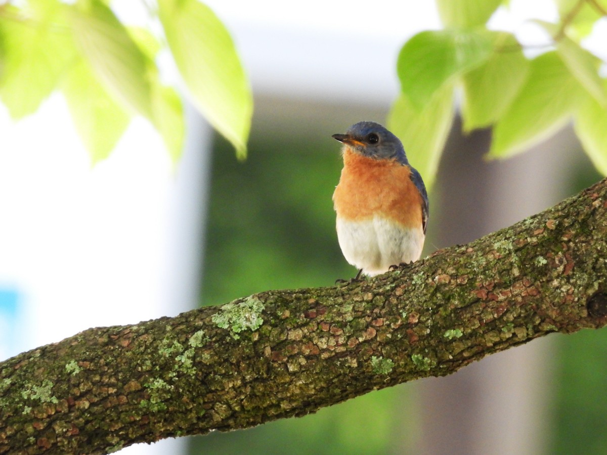 Eastern Bluebird - ML638124369