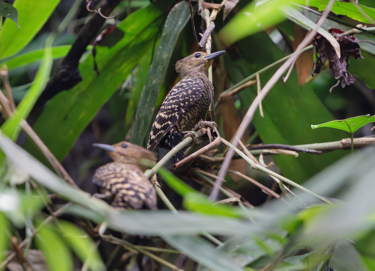 Buff-rumped Woodpecker - ML638124379