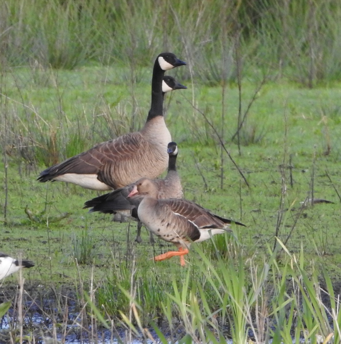 Greater White-fronted Goose - ML638124397