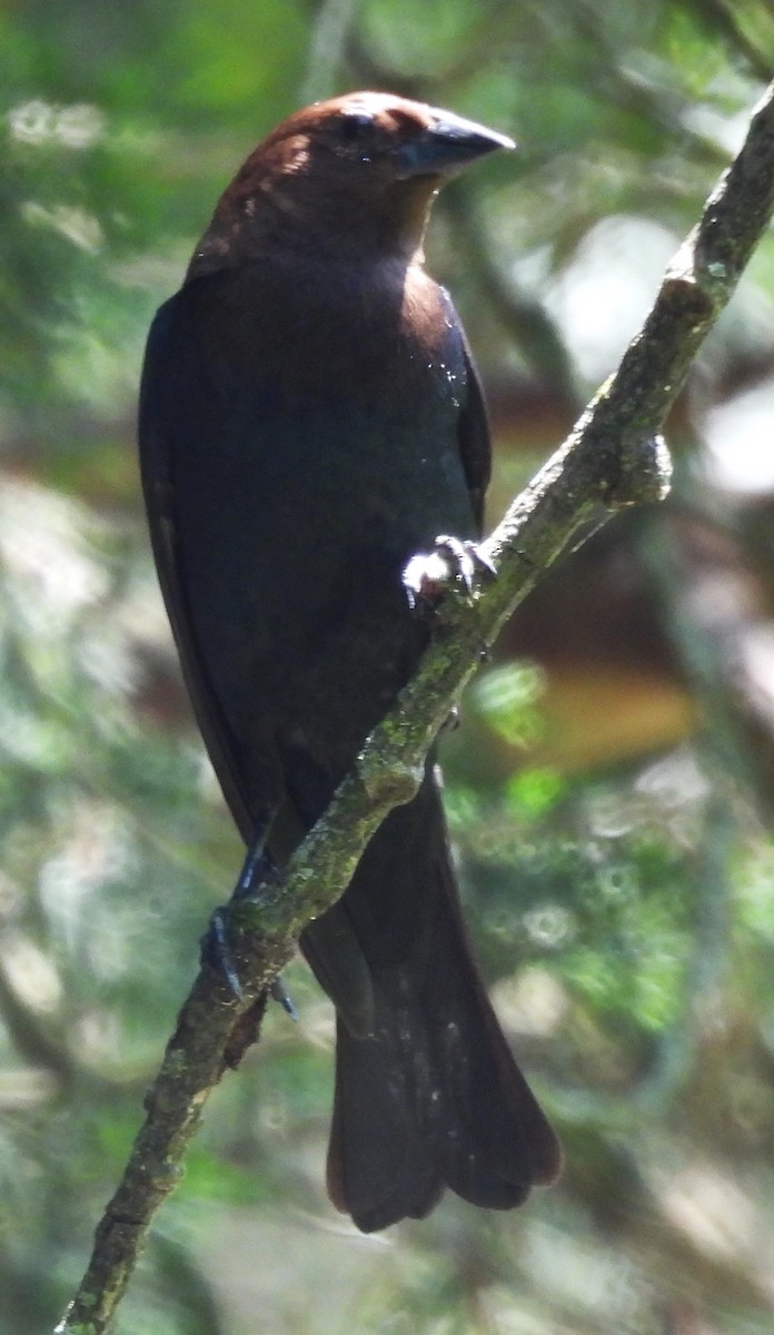 Brown-headed Cowbird - ML638124402