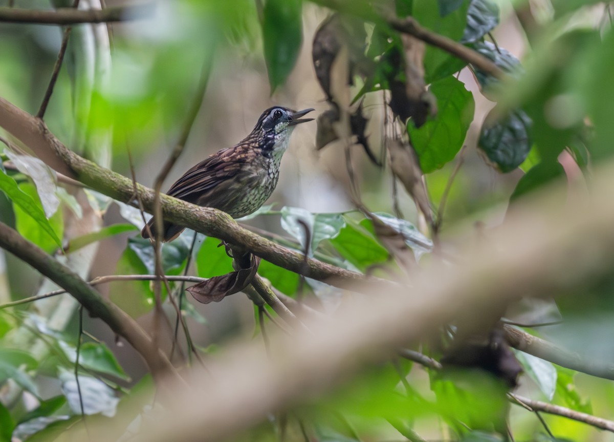 Large Wren-Babbler - ML638124407
