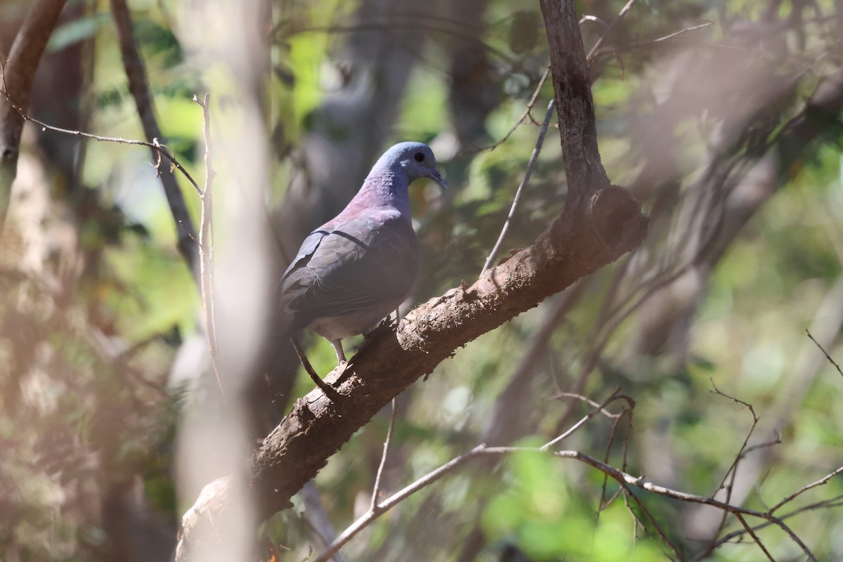 Malagasy Turtle-Dove - ML638124410