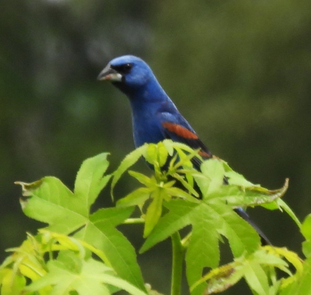 Blue Grosbeak - ML638124422