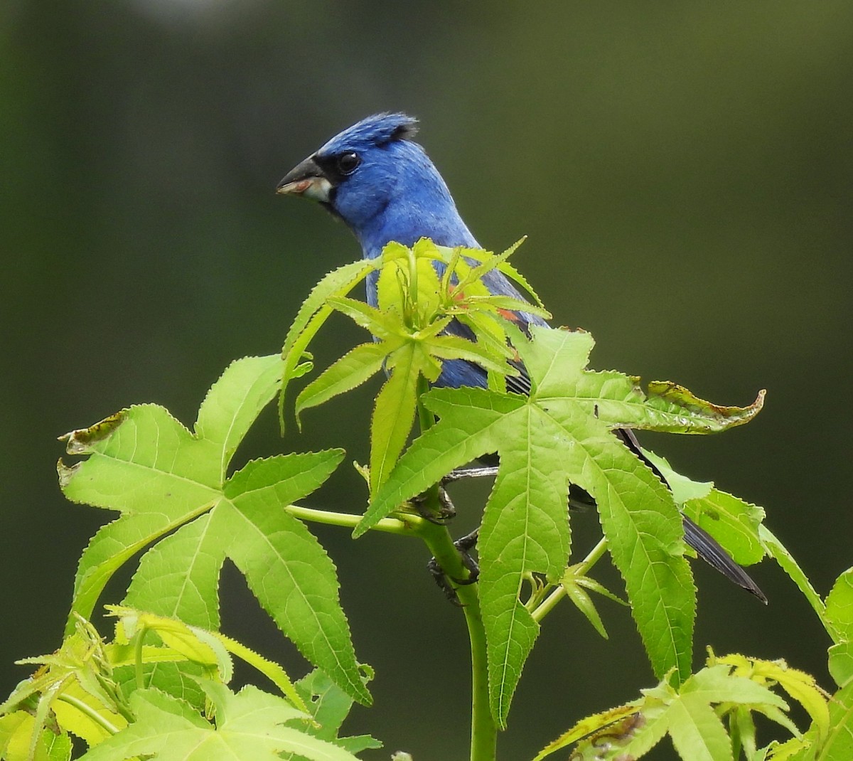 Blue Grosbeak - ML638124423