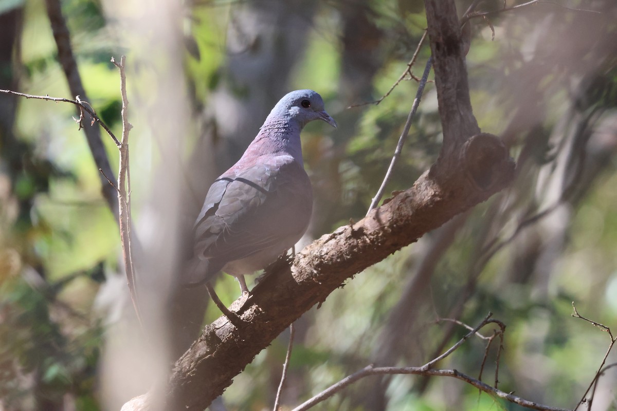 Malagasy Turtle-Dove - ML638124424