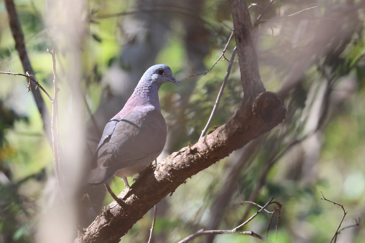 Malagasy Turtle-Dove - ML638124433