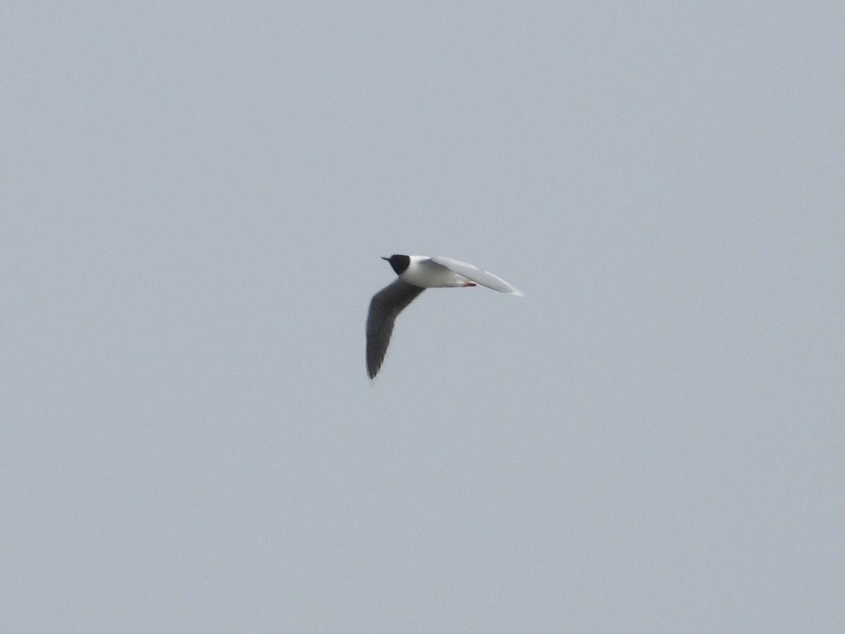 Little Gull - ML638124440