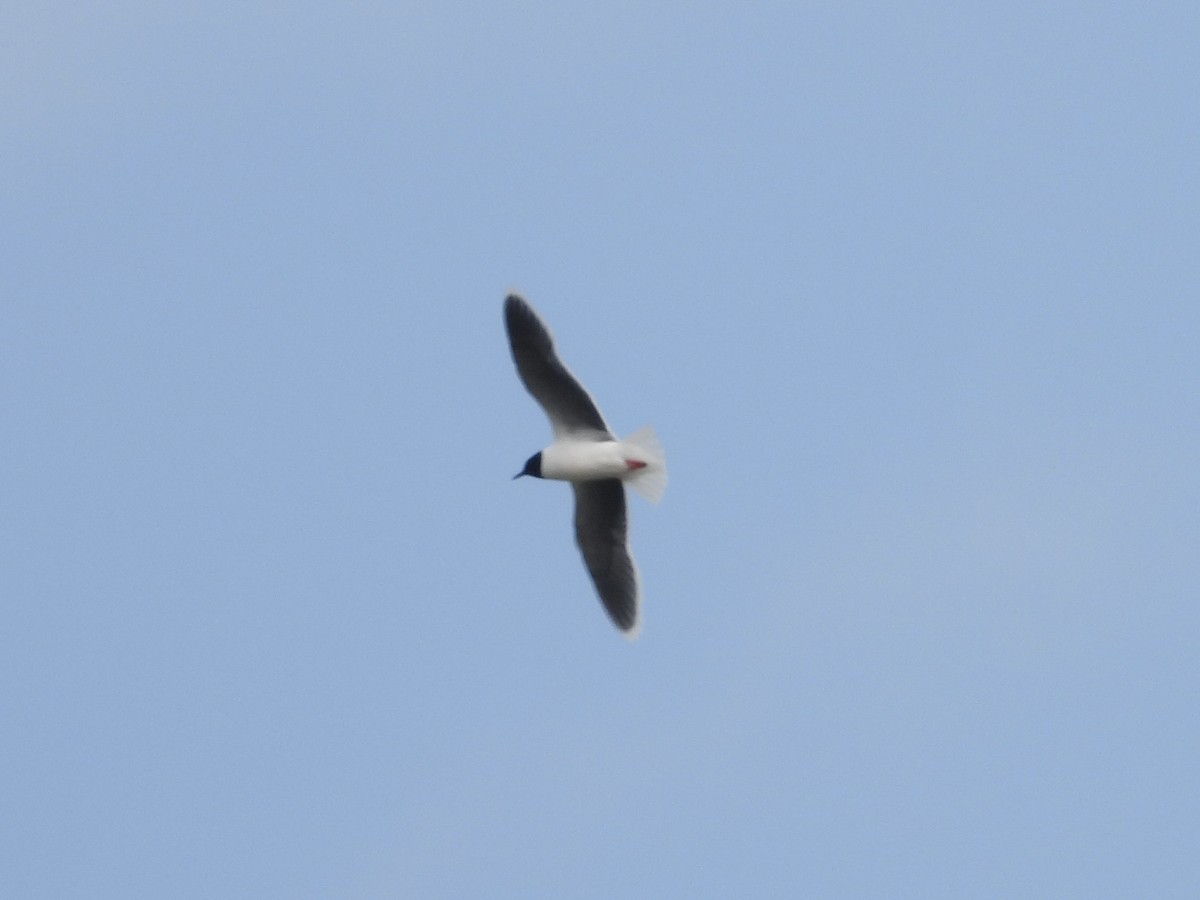 Little Gull - ML638124441