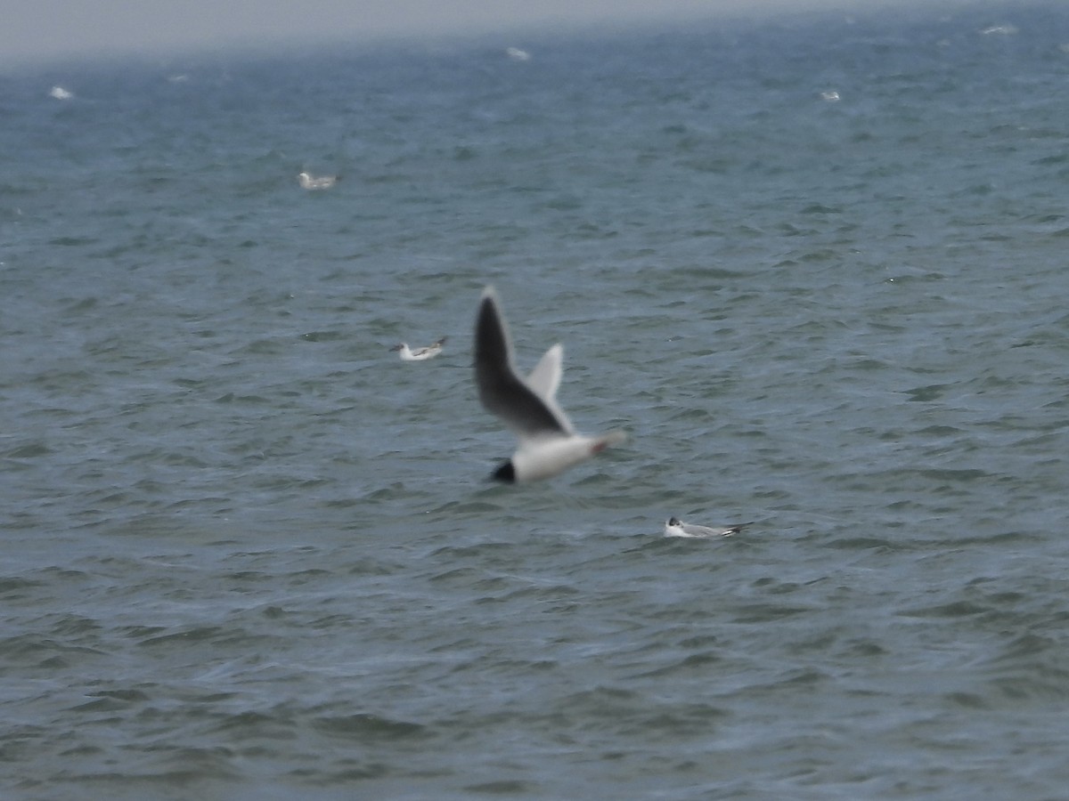 Little Gull - ML638124443