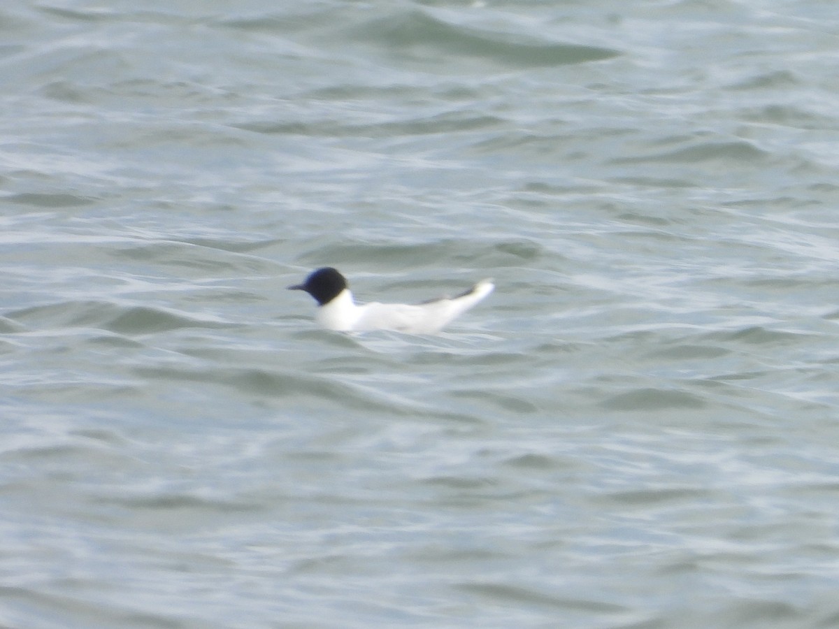 Little Gull - ML638124444