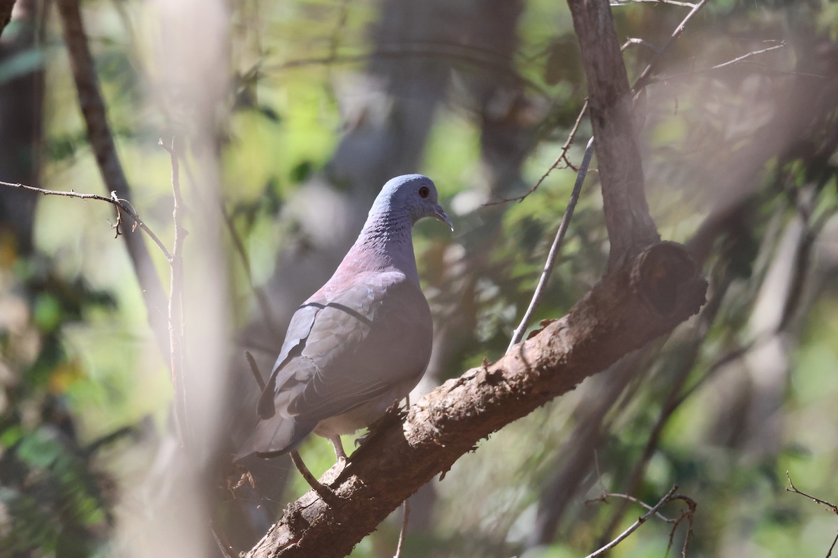 Malagasy Turtle-Dove - ML638124448