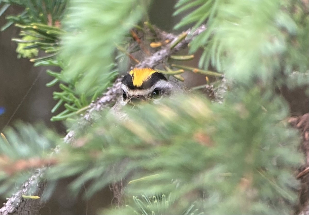 Golden-crowned Kinglet - ML638124450