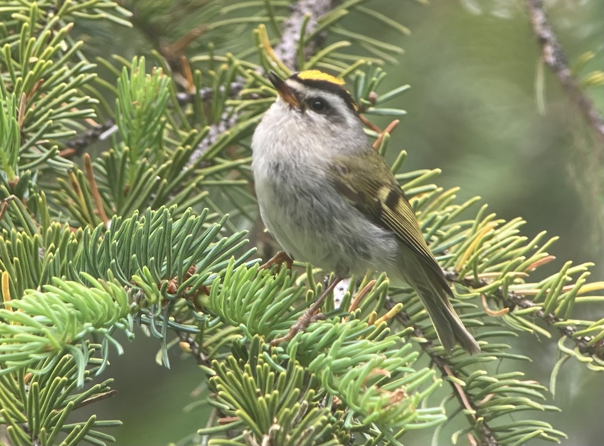 Golden-crowned Kinglet - ML638124453