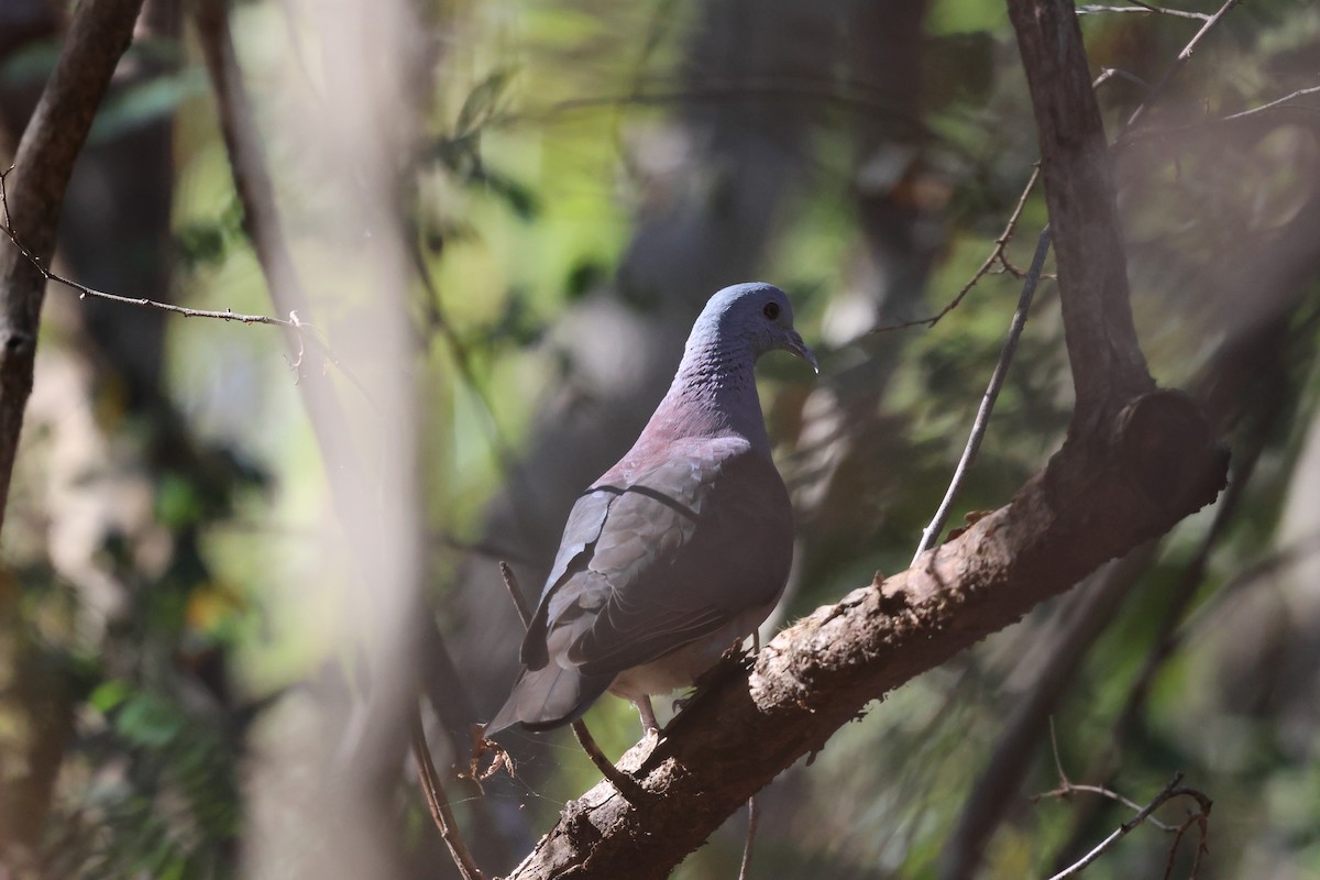 Malagasy Turtle-Dove - ML638124455